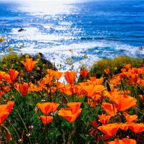 Meet your posher. - Picture 1 of 1